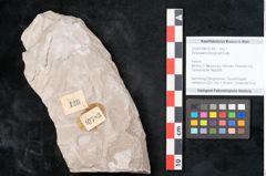 Foto (Objekt + Etikett) von Dictyopteris brongniarti Gutb. (NHMW-GEO-2024-0188-10783)